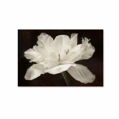 Brand new 🥰 Trademark Global Cora Niele 'White Tulip I' Canvas Art, 30 X 47 Open Misce 🤩