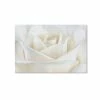 Cheapest 🔔 Trademark Global Cora Niele 'Pure White Rose' Canvas Art - 19 X 12 X 2 Multi 🌟