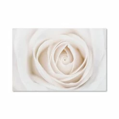 Brand new 😉 Trademark Global Cora Niele 'White Rose' Canvas Art - 47 X 30 X 2 No Color 👍