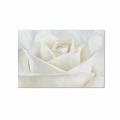 Best deal ⭐ Trademark Global Cora Niele 'Pure White Rose' Canvas Art - 47 X 30 X 2 Multi 🎁