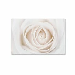 Brand new ✔️ Trademark Global Cora Niele 'White Rose' Canvas Art, 12 X 19 Open Misce ✔️