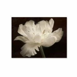 Buy ✨ Trademark Global Cora Niele 'White Tulip II' Canvas Art, 24 X 32 Open Misce 🌟