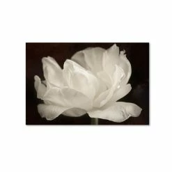 Cheapest 👍 Trademark Global Cora Niele 'White Tulip III' Canvas Art, 22 X 32 Open Misce 🥰