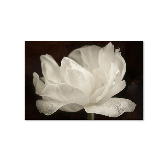 Cheapest 👍 Trademark Global Cora Niele 'White Tulip III' Canvas Art, 22 X 32 Open Misce 🥰